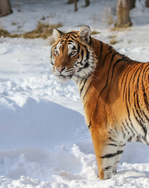 istock Siberian tiger in winter snow 1306148579
