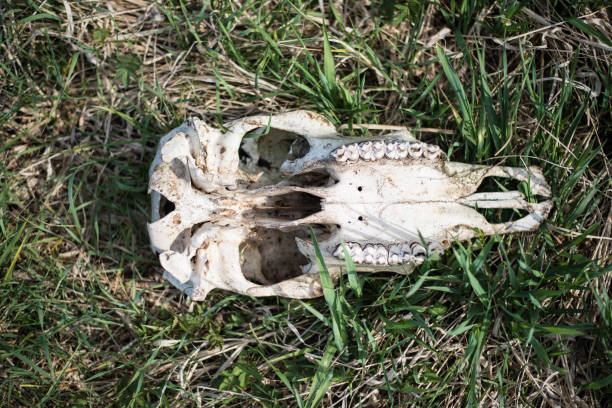 istock skull of an animal 1306148666
