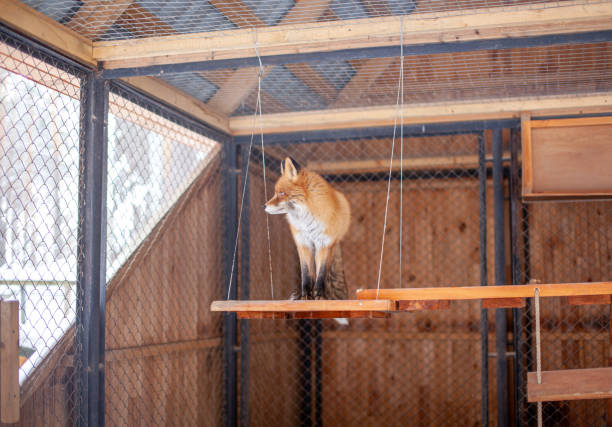 Wild red Fox sitting in a cage at the zoo.