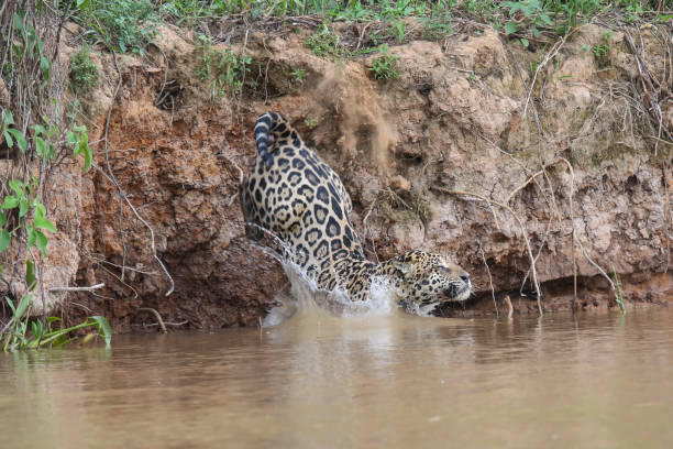 istock Brazilian Jaguar 1306149481