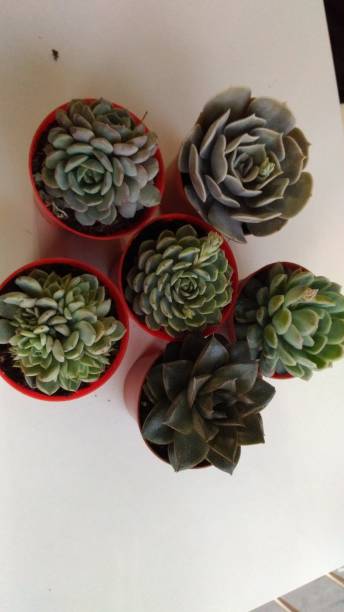 istock live succulent plant grown at home 1306149597