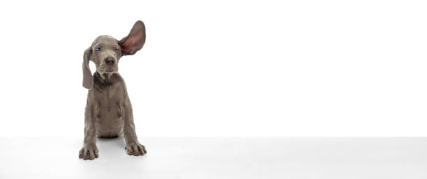 simpatico cucciolo giocoso di cane weimaraner in posa isolato su sfondo bianco. - orecchie grandi foto e immagini stock