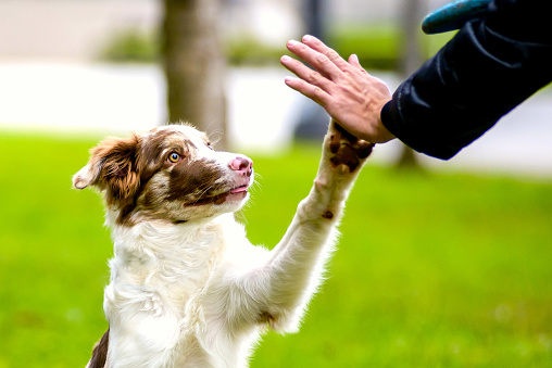 border collie dog and man doing high five