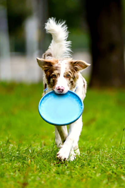 istock dog at the park 1306150900