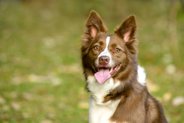 istock border collie dog in the park 1306151143