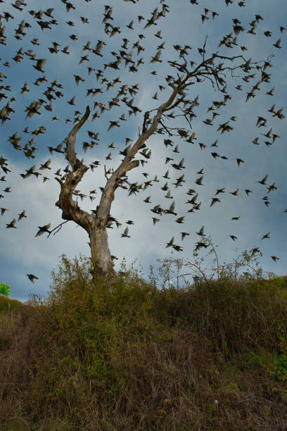 istock starlings in the autumn 1306151393