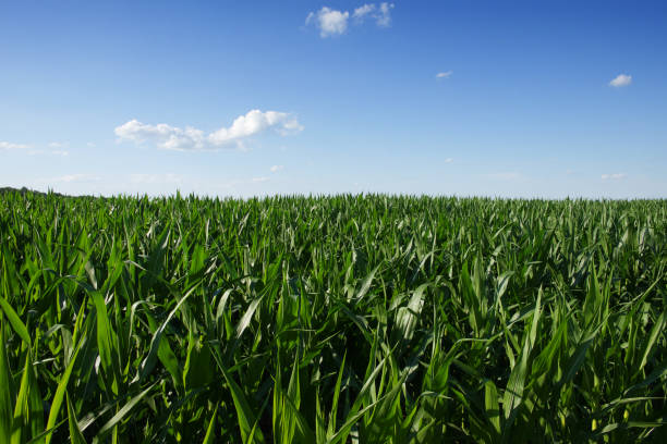 istock A cornfield under a clear blue sky. Agricultural landscape. Corn plants. 1306152427