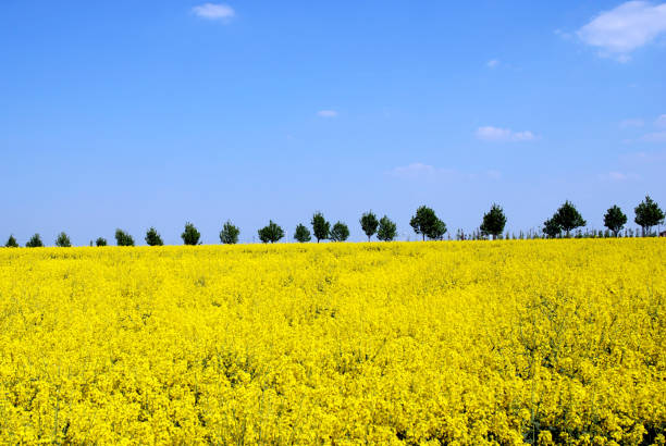istock Rapeseed field in bloom in Brandenburg - Germany. 1306154167