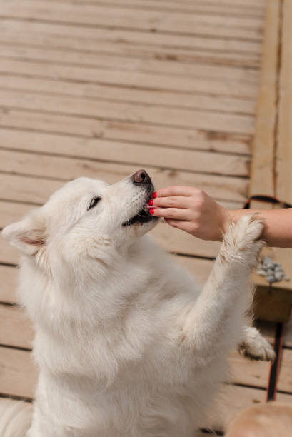 istock a large white dog is hand-fed. White dog for a walk 1306154475