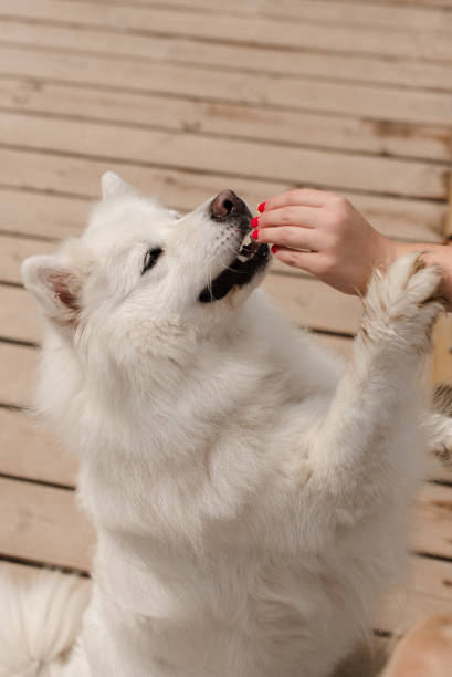 istock a large white dog is hand-fed. White dog for a walk 1306154490