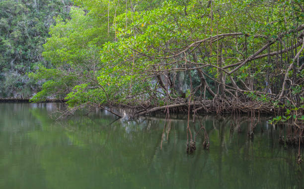istock Mangrove trees growing in water. Samana, Dominican Republic 1306154586