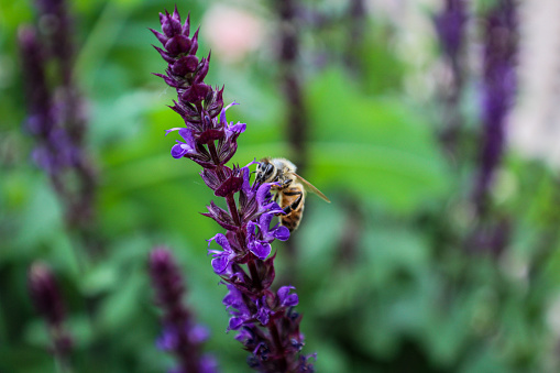 Close up photo of a bee on purple flowers