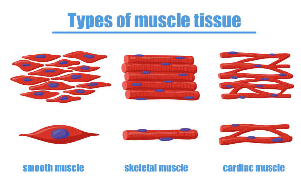 Different types of muscle tissue vector illustration Different types of muscle tissue vector illustration. Smooth, skeletal and cardiac muscles of human body. Can be used for anatomy, biology, education, science concept tissue anatomy stock illustrations