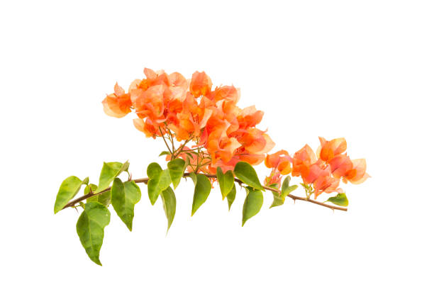 istock Pink bougainvillea 1306155900