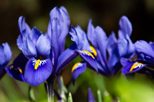 Blue netted iris in spring, also called Iris reticulata or zwerg iris Blue netted iris in spring, also called Iris reticulata or zwerg iris iris plant stock pictures, royalty-free photos & images