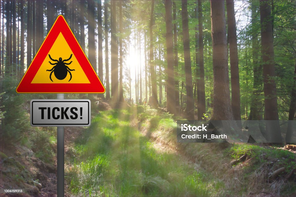 Infested Area. Sign Warning Sign Ticks In Infested Area In A Deep Forest Stock Photo ...
