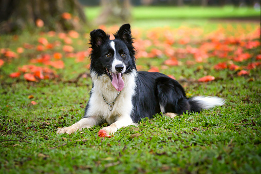 border collie dog lying down with flowers at spring time