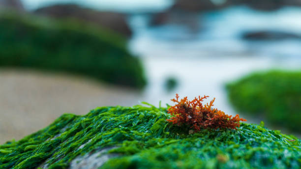 Picture of isolated orange coral on a mossy rock