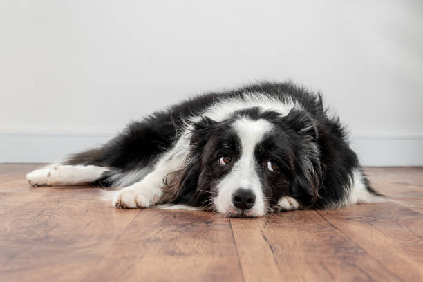 dog alone at home sad and alone dog at home border collie stock pictures, royalty-free photos & images