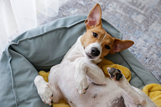 istock Beautiful purebred jack russell terrier. 1306165358