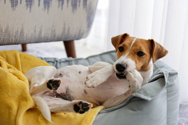 hermoso jack russell terrier de pura raza. - pets bed bedroom animal fotografías e imágenes de stock