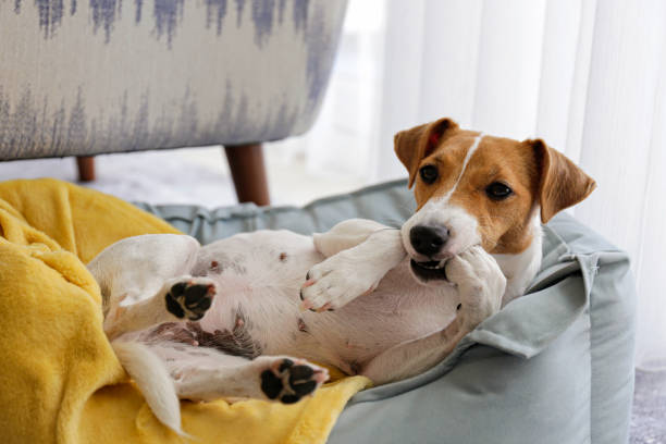 Beautiful purebred jack russell terrier. Cute sleepy Jack Russel terrier puppy with big ears resting on a dog bed with yellow blanket. Small adorable doggy with funny fur stains lying in lounger. Close up, copy space, background, top view. licking photos stock pictures, royalty-free photos & images