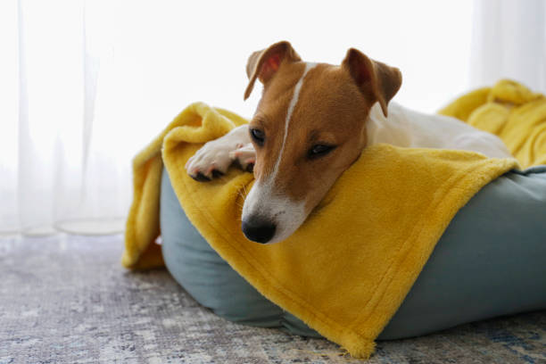 istock Beautiful purebred jack russell terrier. 1306165398