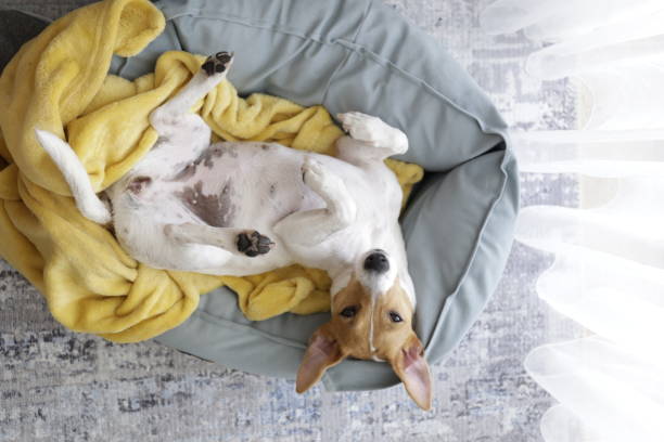 istock Beautiful purebred jack russell terrier. 1306165465