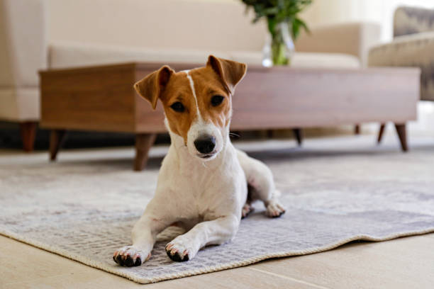 istock Beautiful purebred jack russell terrier. 1306165492