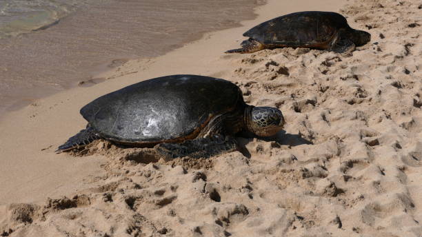istock turtles in maui hawaii 1306165504