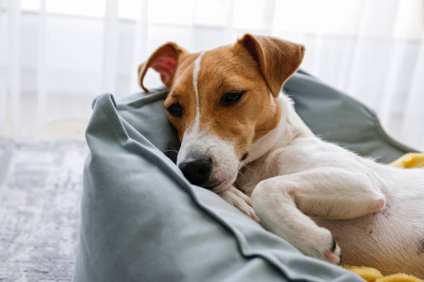 istock Beautiful purebred jack russell terrier. 1306165531