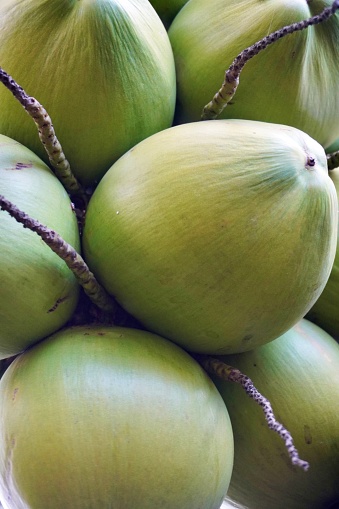 Close-up of green coconut at tree