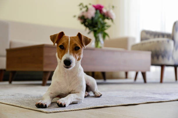 istock Beautiful purebred jack russell terrier. 1306165627