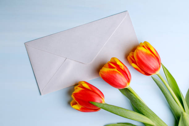 istock Three red-yellow tulips with an envelope on a blue background. 1306165757