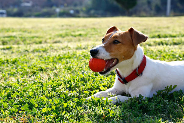 istock Beautiful purebred jack russell terrier. 1306165758