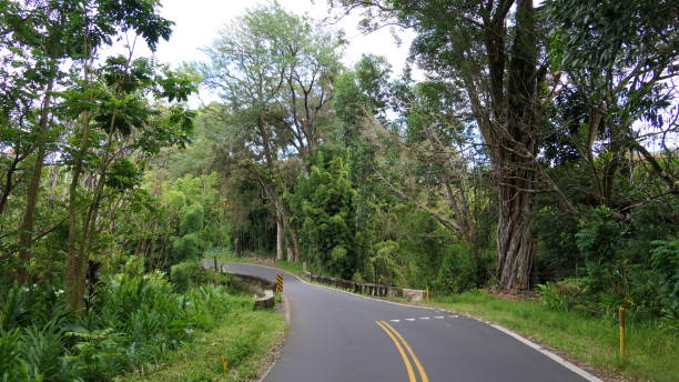 istock Road in maui hawaii 1306165762