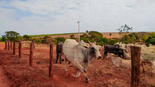 istock Group of cowns on farmland 1306166667