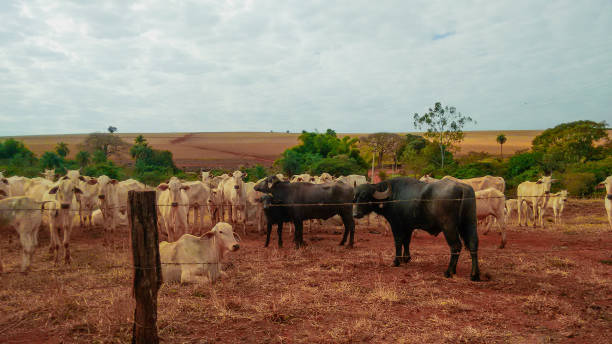 istock Group of cowns on farmland 1306166672