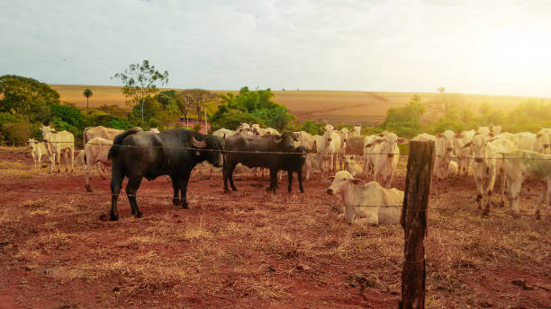 istock Group of cowns on farmland 1306166674