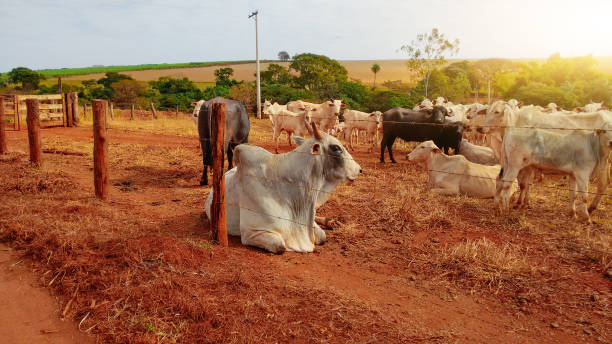 istock Group of cowns on farmland 1306166677