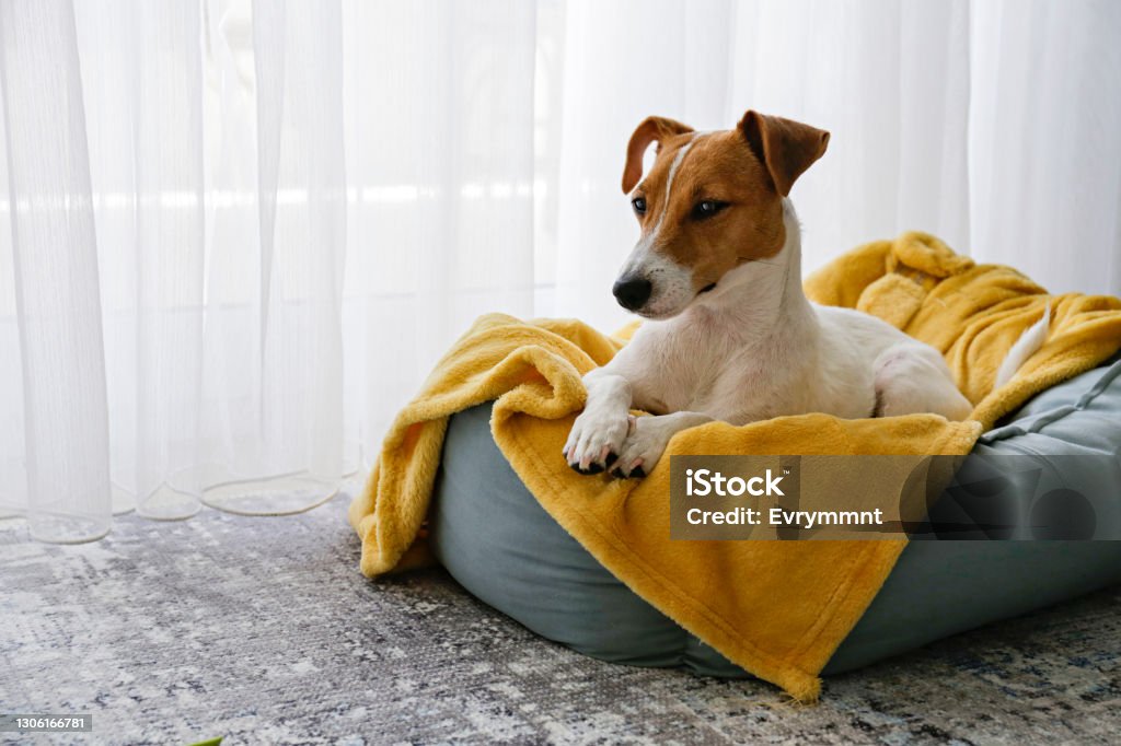 Beautiful purebred jack russell terrier. Cute sleepy Jack Russel terrier puppy with big ears resting on a dog bed with yellow blanket. Small adorable doggy with funny fur stains lying in lounger. Close up, copy space, background, top view. Dog Stock Photo
