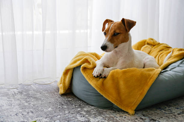 Beautiful purebred jack russell terrier. Cute sleepy Jack Russel terrier puppy with big ears resting on a dog bed with yellow blanket. Small adorable doggy with funny fur stains lying in lounger. Close up, copy space, background, top view. dogs beds stock pictures, royalty-free photos & images