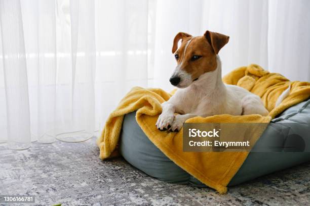 Beautiful Purebred Jack Russell Terrier Stock Photo - Download Image Now - Dog, Pet Bed, Bed - Furniture