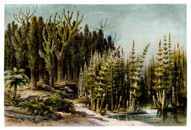 ilustrações, clipart, desenhos animados e ícones de paisagem do período carvão. vista da paisagem pré-histórica do karbon com árvores e samambaias em um lago - fossil fuel