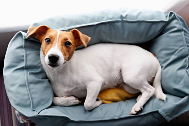 Jack russell terrier puppy playing on dog bed