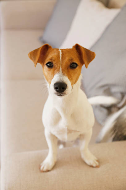 istock Beautiful purebred jack russell terrier. 1306166990