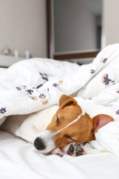 istock Beautiful purebred jack russell terrier. 1306167064