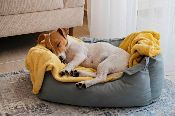 Beautiful purebred jack russell terrier. Cute sleepy Jack Russel terrier puppy with big ears resting on a dog bed with yellow blanket. Small adorable doggy with funny fur stains lying in lounger. Close up, copy space, background, top view. dog bed stock pictures, royalty-free photos & images