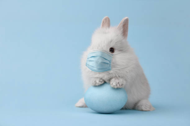 Easter bunny rabbit in coronavirus face mask Easter bunny rabbit in coronavirus face mask on blue background. Creative holiday concept. sick bunny stock pictures, royalty-free photos & images