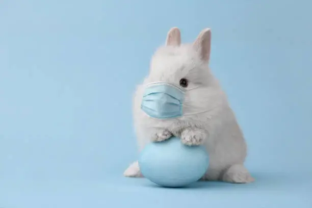 Easter bunny rabbit in coronavirus face mask on blue background. Creative holiday concept.
